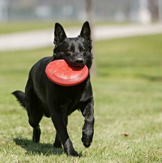 KONG Frisbee Small